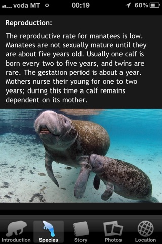 Manatees screenshot 2