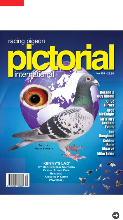 Racing Pigeon Pictorial International