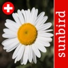 Blütenpflanzen Schweiz Blumen, Sträucher, Bäume