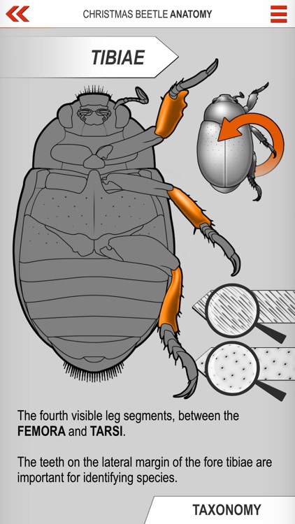 Xmas Beetle ID Guide screenshot-3