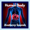 Human Body Anatomy Sounds