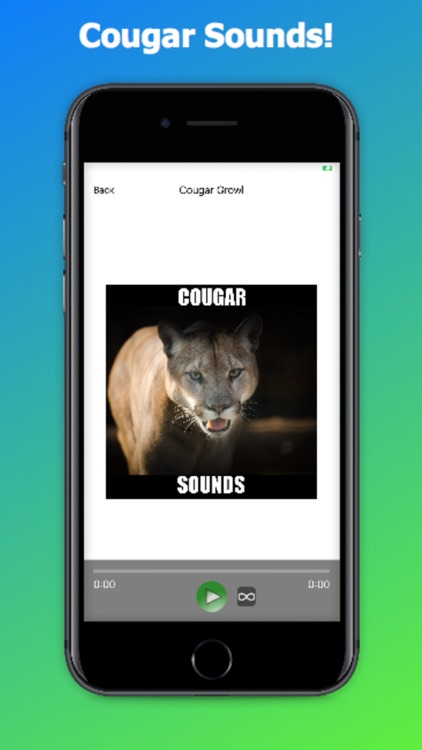 Real Cougar Sounds!