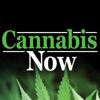 Cannabis Now