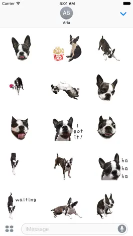 Game screenshot Iggy - Animated Boston Terrier apk