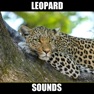 Get Leopard Sounds for iOS, iPhone, iPad Aso Report