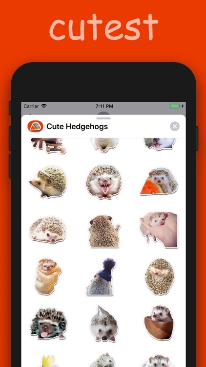 Cute Hedgehogs