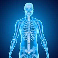 Activities of Skeletal System Medical Terms