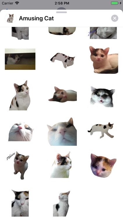 Amusing Cat Sticker Pack