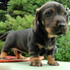 Top 3 Photo & Video Apps Like Wire Haired Dachshund - Best Alternatives