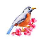 Water Color Birds