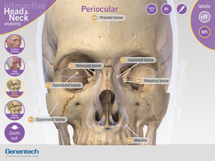 3D Facial Anatomy Tool