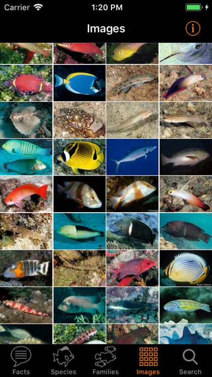 Marine Fish Maldives screenshot-4