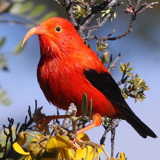 Bird ID Hawaii Icon