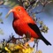 Bird ID Hawaii