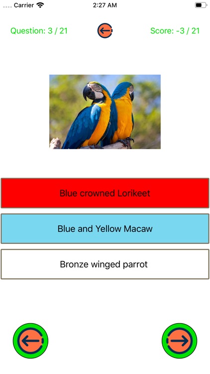 Colorful parrot types