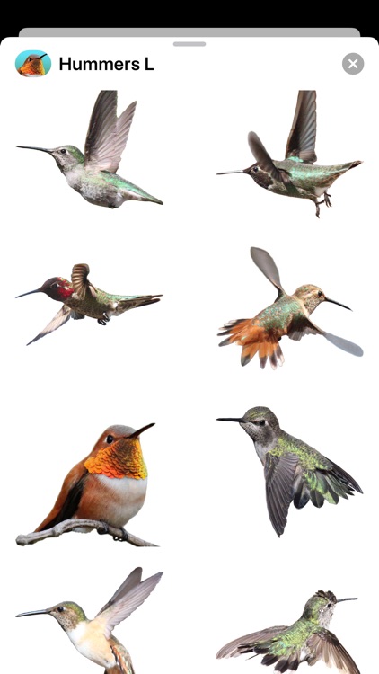 Hummingbirds - Large (Retina)