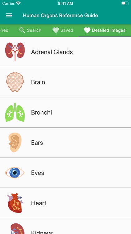 Human Organs Anatomy Reference