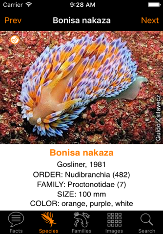 Nudibranch ID IndianOcn RedSea - náhled