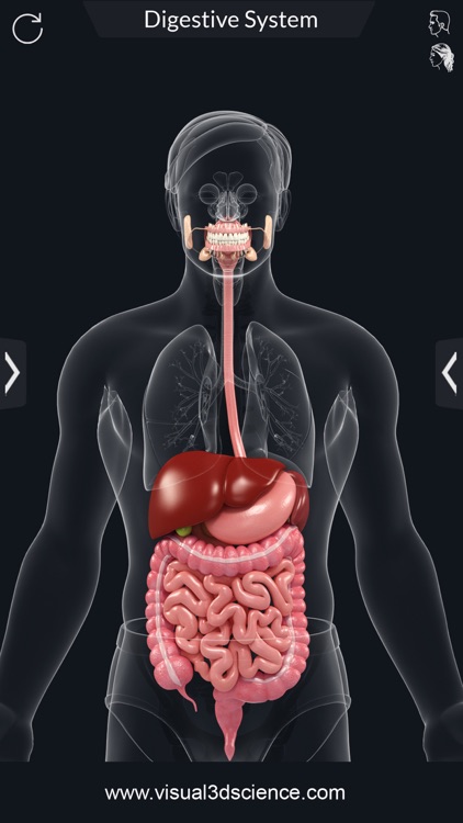 My Digestive System Anatomy screenshot-1