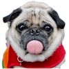 Real Pug Stickers