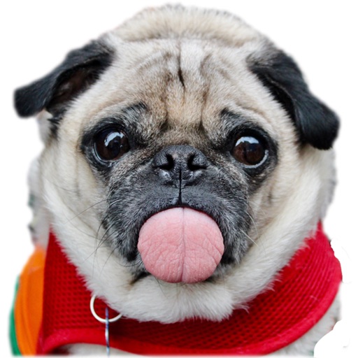 Real Pug Stickers icon
