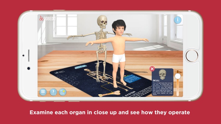 Know our Anatomy by OOBEDU