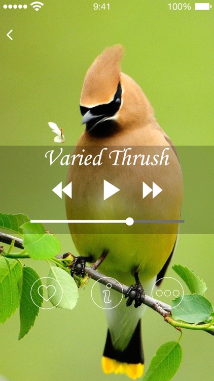 Bird Sounds of Nature 2020