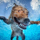 Top 30 Games Apps Like Dog Swimming Race - Best Alternatives