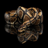 Animal Class pour PC
