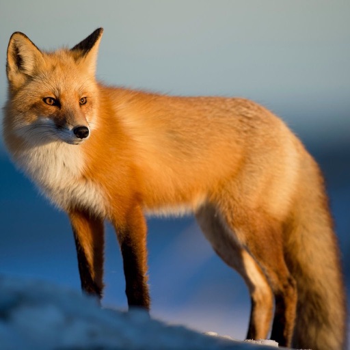 Fox Hunting Calls iOS App