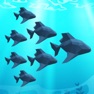 Get Crowd Fish 3D for iOS, iPhone, iPad Aso Report