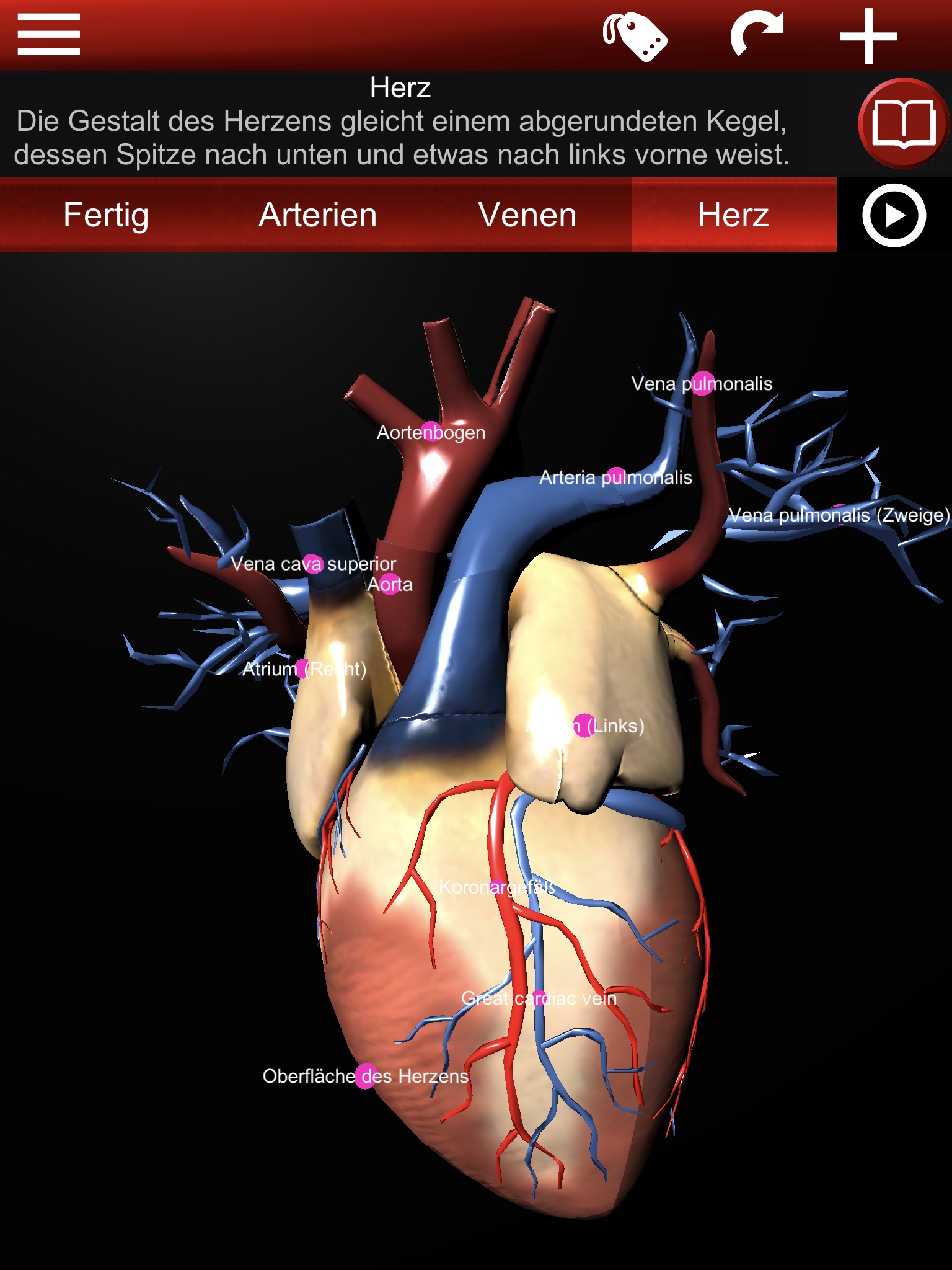 Circulatory System 3D Anatomy screenshot 3