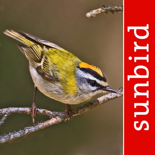 Vogel Id Schweiz Download