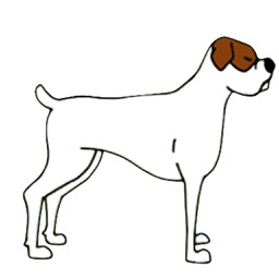 Cute White Boxer Dog Sticker