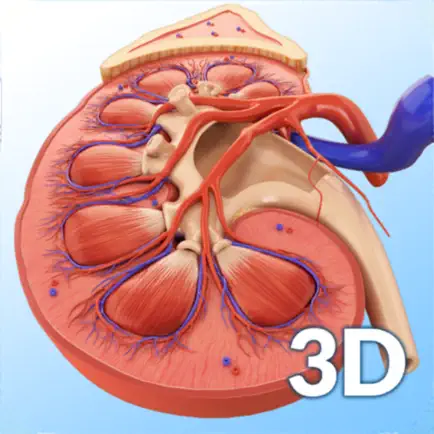 My Kidney Anatomy Читы