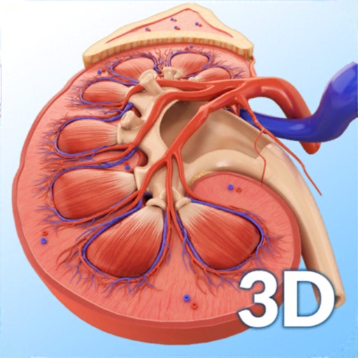 My Kidney Anatomy Download