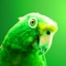 This app provide information about parrots their breeds