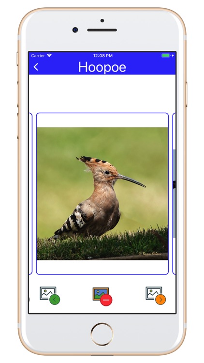 Birds of Jordan H screenshot-6