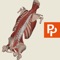 Primal's 3D Real-time Human Anatomy app for the Spine is the ultimate 3D interactive anatomy viewer for all medical educators, practitioners and students