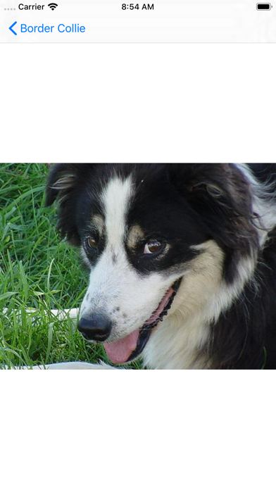 Dog Breed AI Classifier screenshot 3