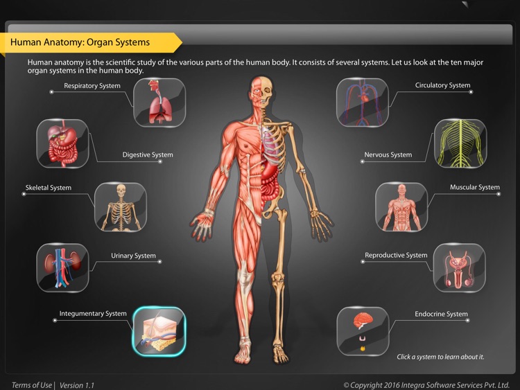 Human Anatomy - Integumentary