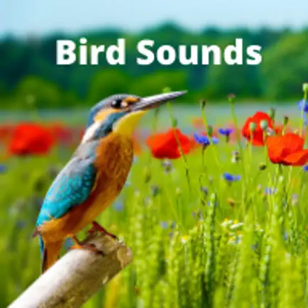 Bird Sounds . Читы