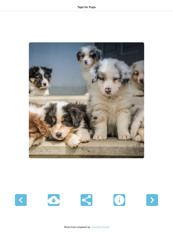 TapsForPups Cute Dog Pictures