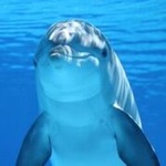 Dolphin Sound Effect