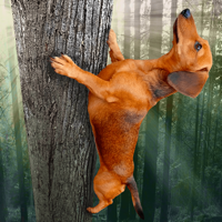 Wild Wiener