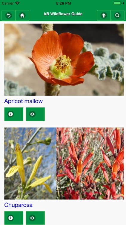 Anza-Borrego Wildflowers Lite