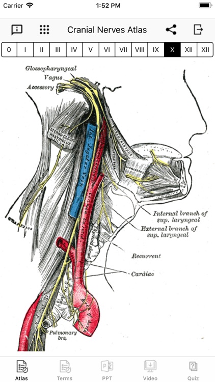 Cranial Nerves Plus screenshot-6