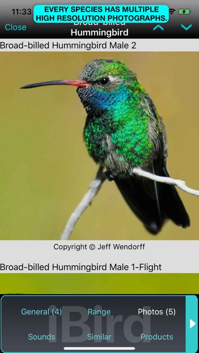 iBird Lite Guide to Birdsのおすすめ画像6