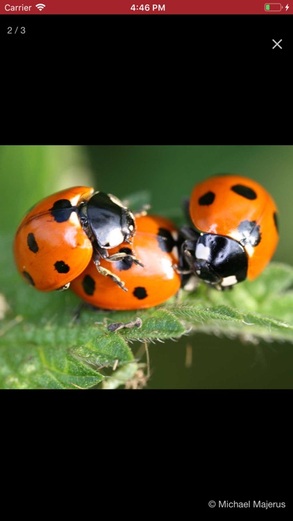 European Ladybirds screenshot-4