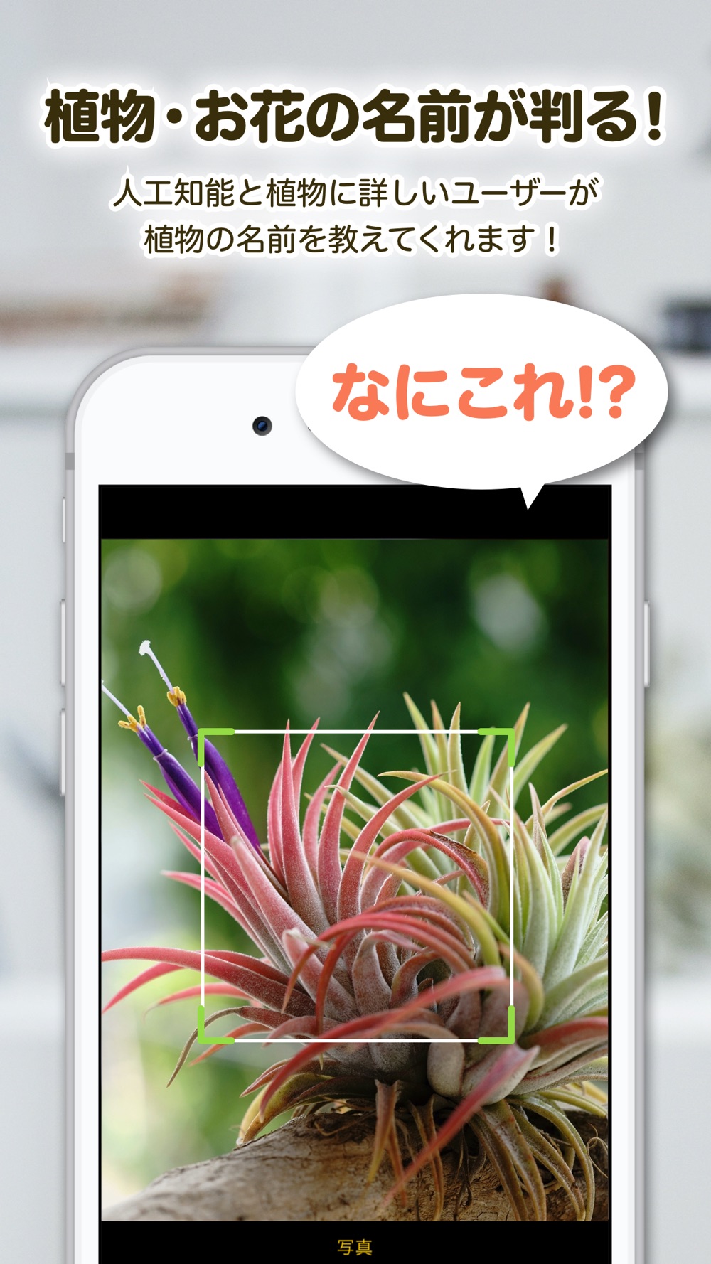 Greensnap 植物 花の名前が判る写真共有アプリ Free Download App For Iphone Steprimo Com